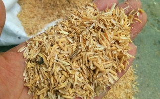 稻殼顆粒機 使稻殼變身“壓縮煤”